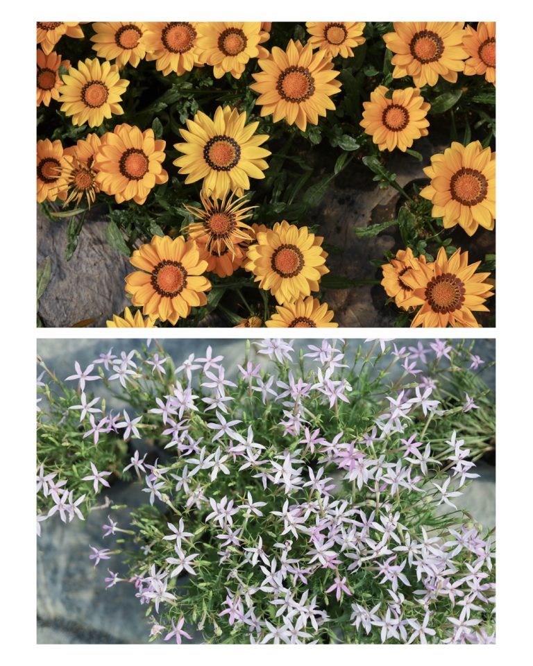 White Smile Project WEBサイト|花農家 撮影|兵庫県姫路市の夕雲舎デザイン事務所