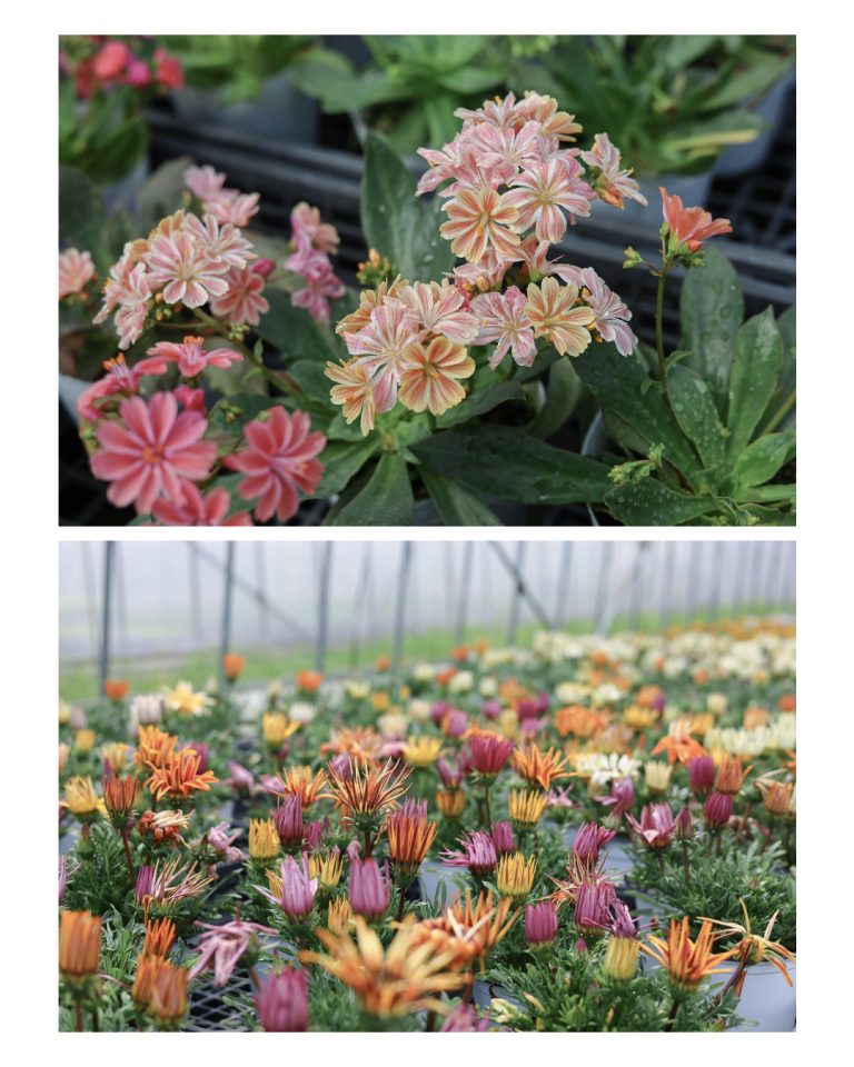 White Smile Project WEBサイト|花農家 撮影|兵庫県姫路市の夕雲舎デザイン事務所