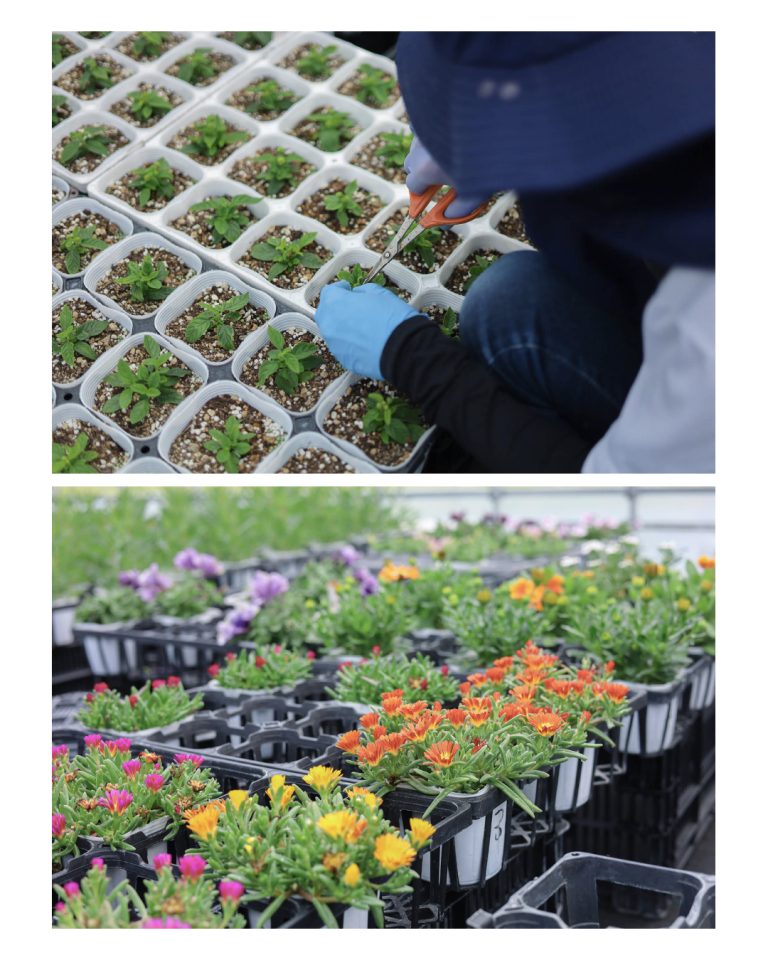 White Smile Project WEBサイト|花農家 撮影|兵庫県姫路市の夕雲舎デザイン事務所