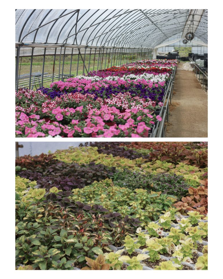 White Smile Project WEBサイト|花農家 撮影|兵庫県姫路市の夕雲舎デザイン事務所