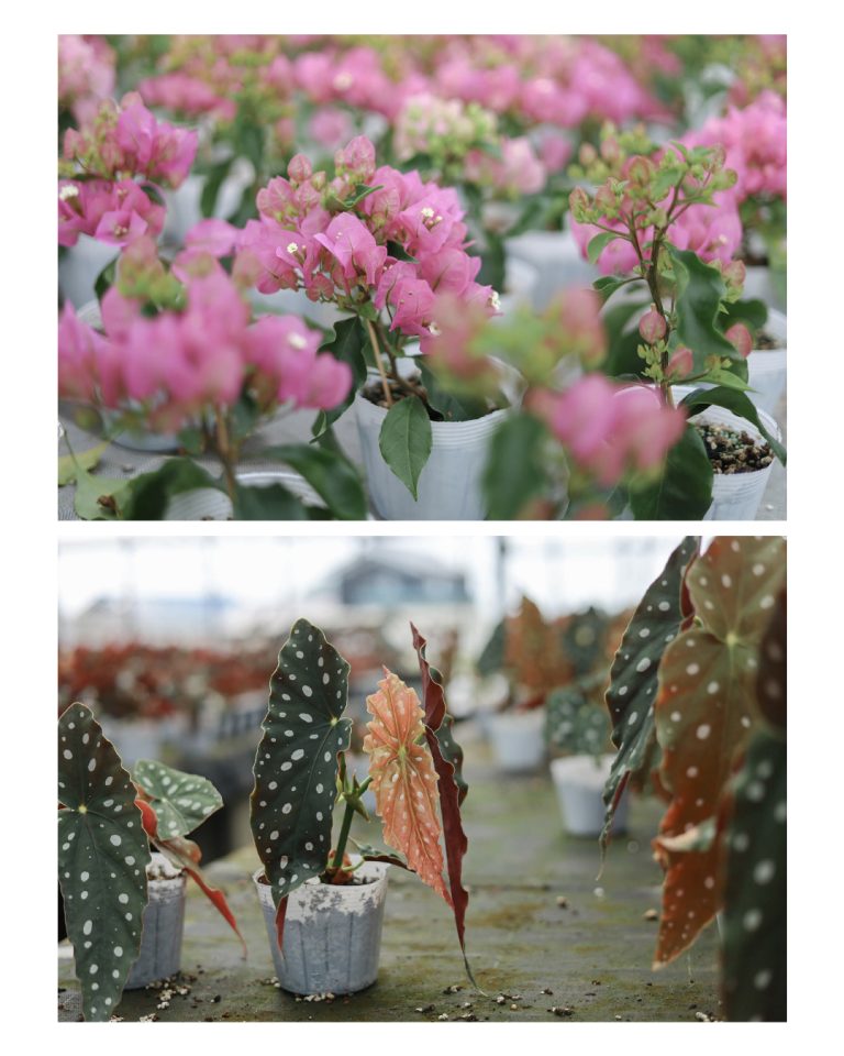 White Smile Project WEBサイト|花農家 撮影|兵庫県姫路市の夕雲舎デザイン事務所