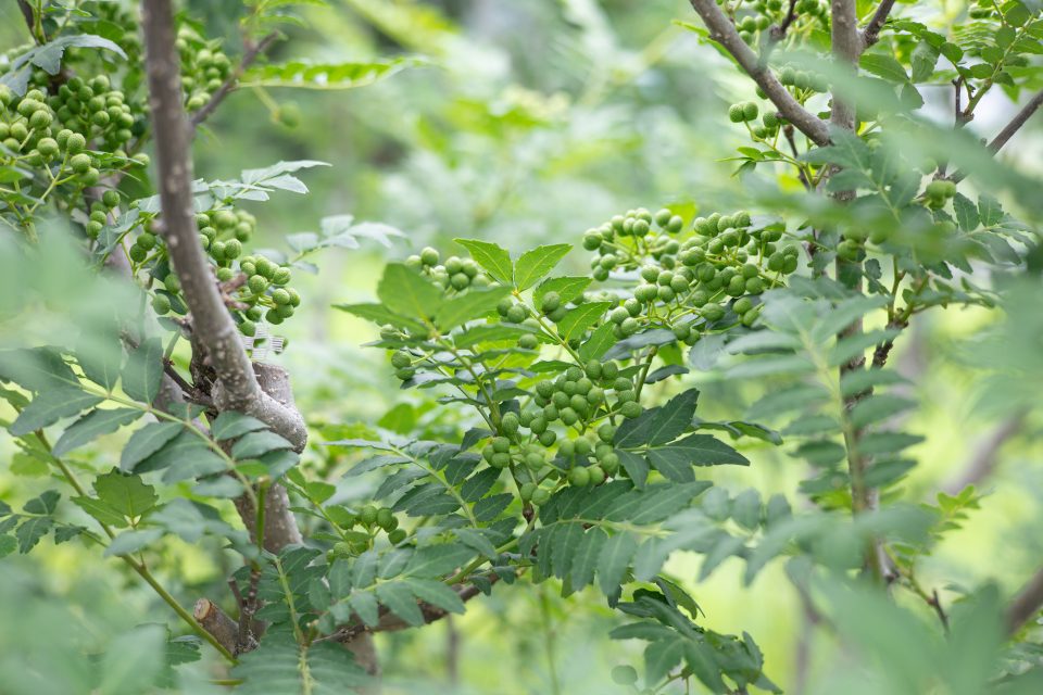 中播磨県民センター 農福連携マッチングプロジェクト|兵庫県姫路市の夕雲舎デザイン事務所